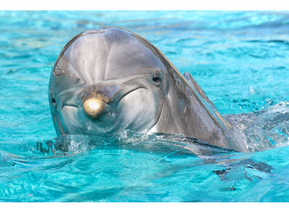 SeaWorld Orlando Dolphin Encounter